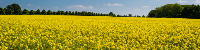 L'Emag élément clé de la composition du Biofioul